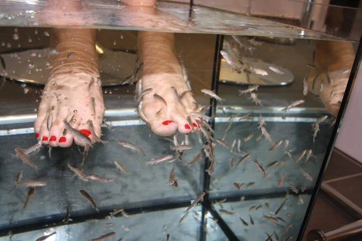 Fish Spa & More GmbH – Innenstadt, Augsburg