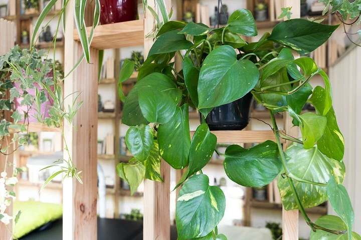 Humi Nagelstudio – Dahlem, Berlin